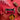 Booja-Booja Honeycomb Caramel Chocolate Truffles packaging on a red background with truffles, a red tea pot, pink foliage and honeycomb.